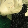 Image #4900