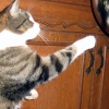 Image #8412